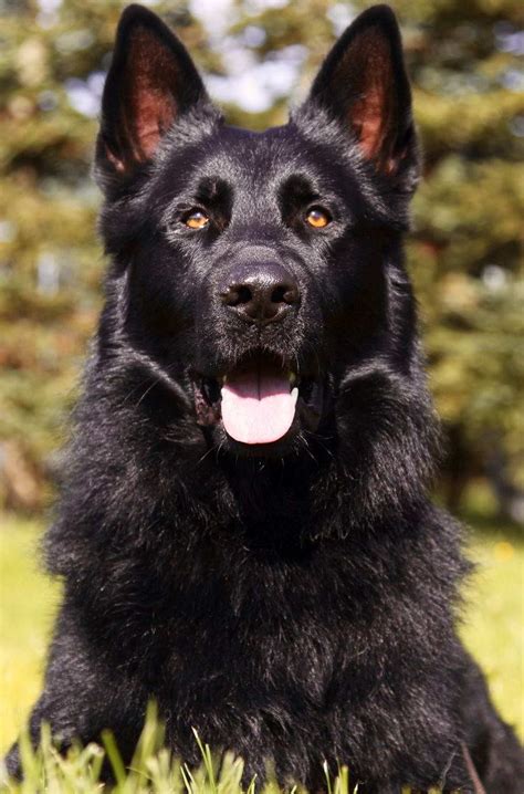 Because success is so important, limiting available trained puppies helps us ensure each puppy who 'graduates' makes a smooth transition into their new. . Black german shepherd for sale near me